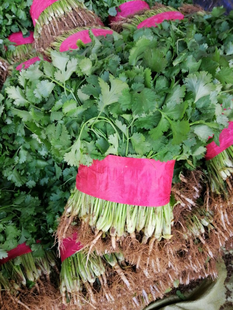 香菜，叶绿，根均匀，面积大，质量好。