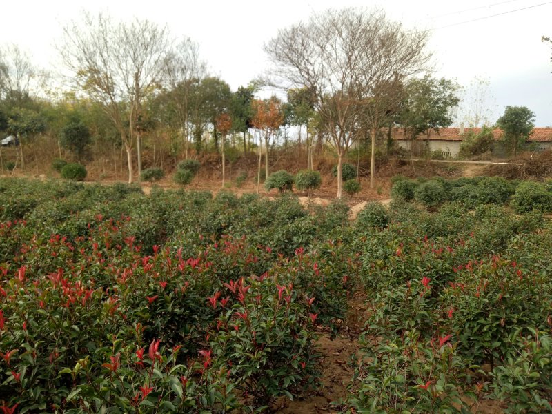 紫薇，河南紫薇价格，精品紫薇基地大量出售