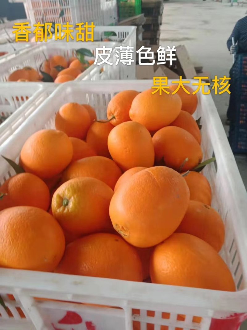 《精品》秭归脐橙，长虹，纽荷尔，伦晚电商社团市场商超外贸
