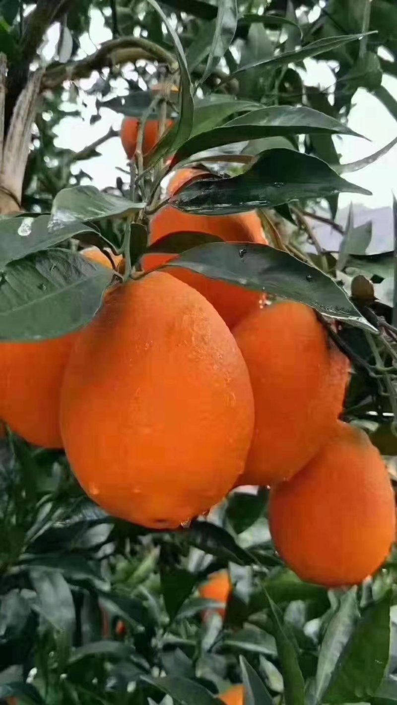 《精品》秭归脐橙，长虹，纽荷尔，伦晚电商社团市场商超外贸