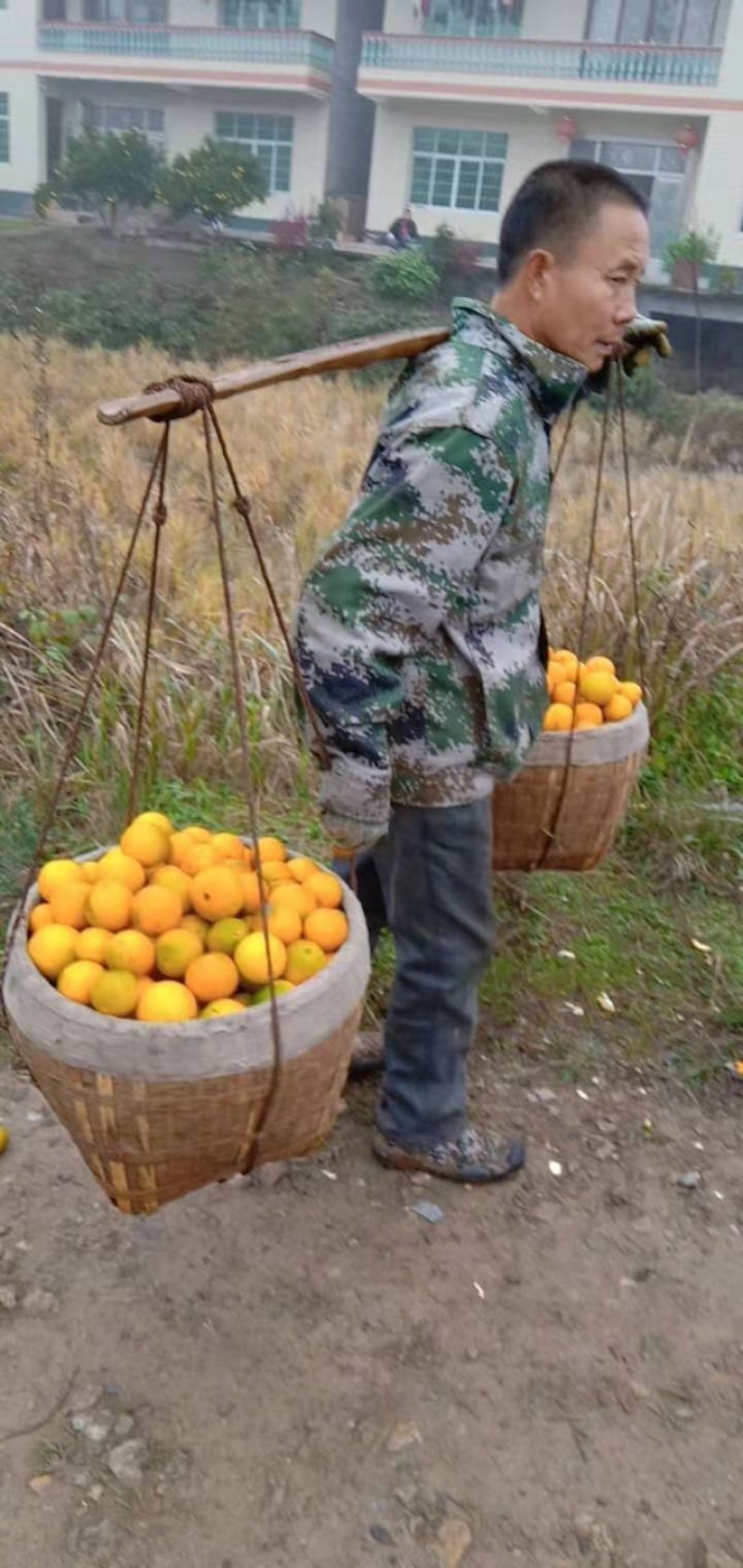 《黔阳冰糖橙》安心代办甜甜的洪江一手货源充足质量有保障