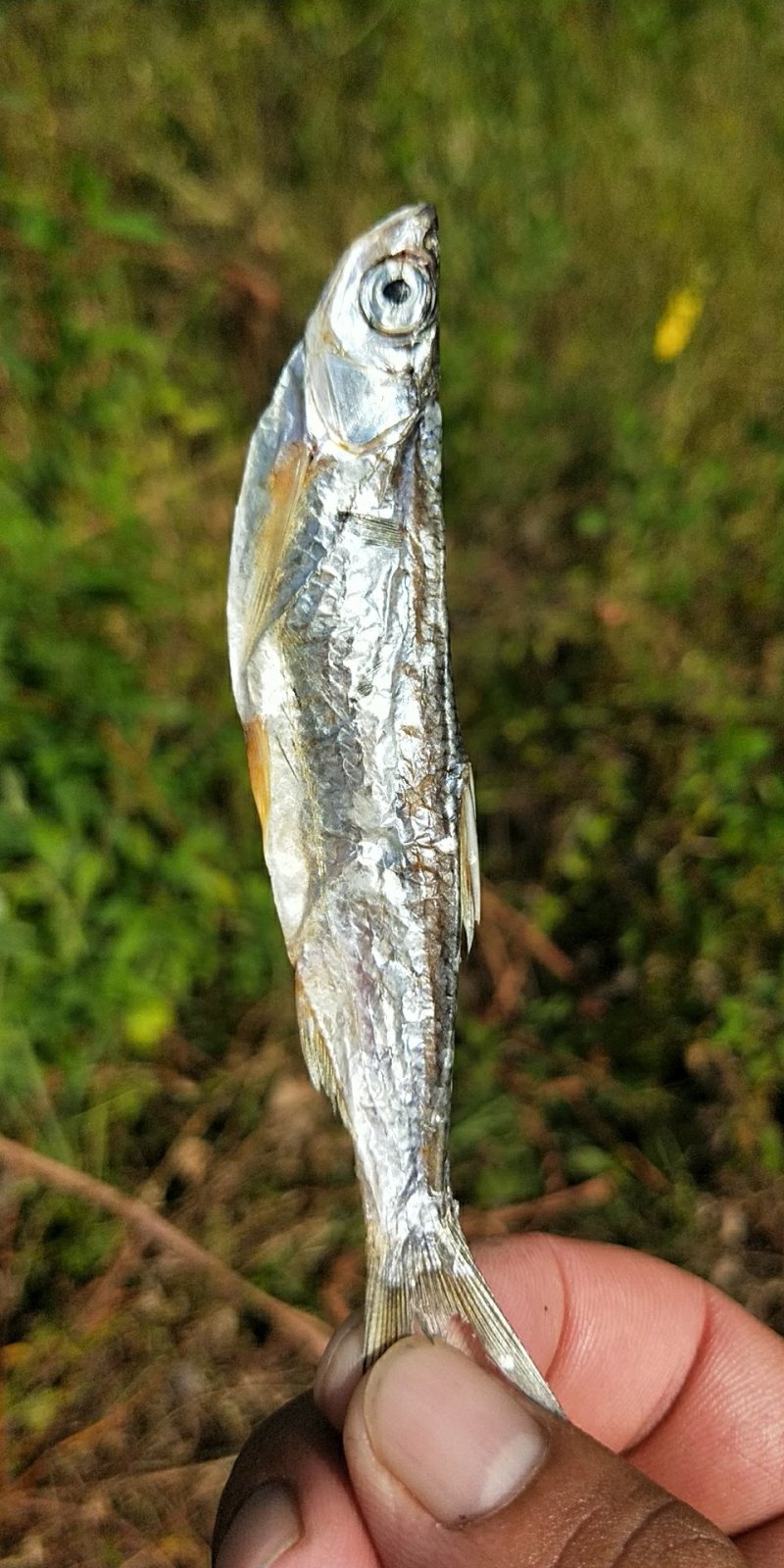 淡水小鱼干/猫鱼/海南省/河鱼/白条/蓝刀/生晒小鱼干