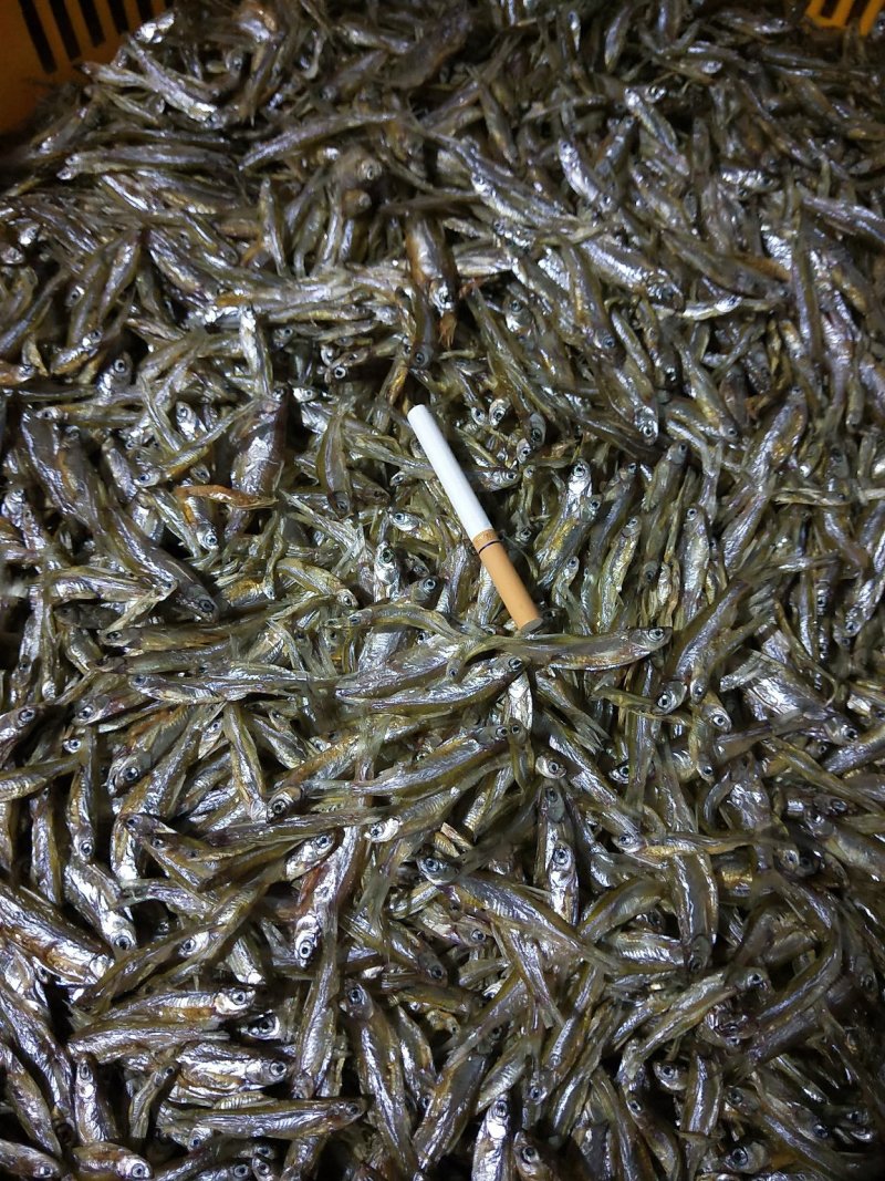 小鱼干/样品/淡水/白条/蓝刀/河鱼干/