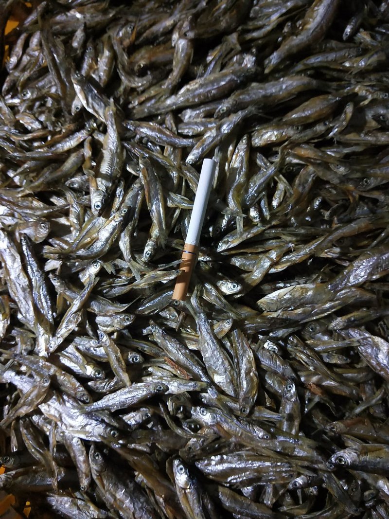 小鱼干/样品/淡水/白条/蓝刀/河鱼干/