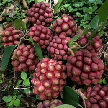 黑老虎苗布福娜苗黑老虎树苗水果苗爬藤酒饭团南北方种植当