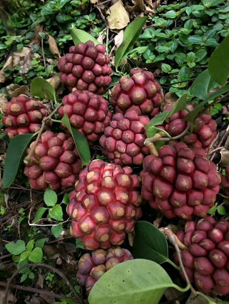 黑老虎苗布福娜苗黑老虎树苗水果苗爬藤酒饭团南北方种植当