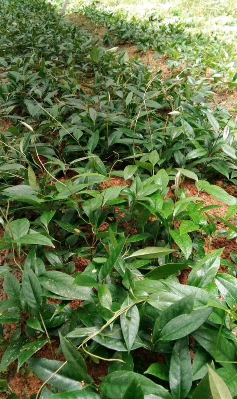 黑老虎苗布福娜苗黑老虎树苗水果苗爬藤酒饭团南北方种植当