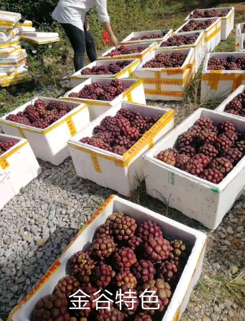 黑老虎苗布福娜苗黑老虎树苗水果苗爬藤酒饭团南北方种植当