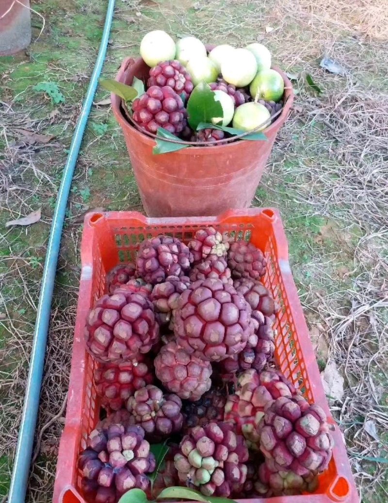 黑老虎苗布福娜苗黑老虎树苗水果苗爬藤酒饭团南北方种植当