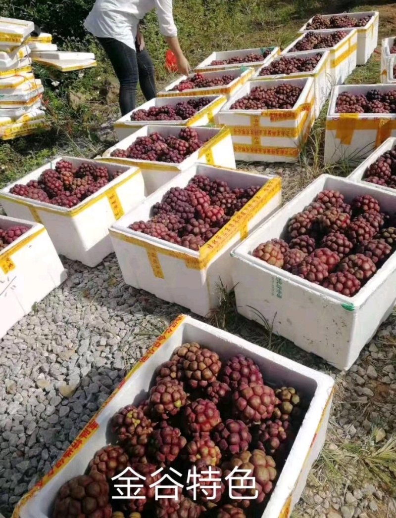 黑老虎苗布福娜苗黑老虎树苗水果苗爬藤酒饭团南北方种植当年