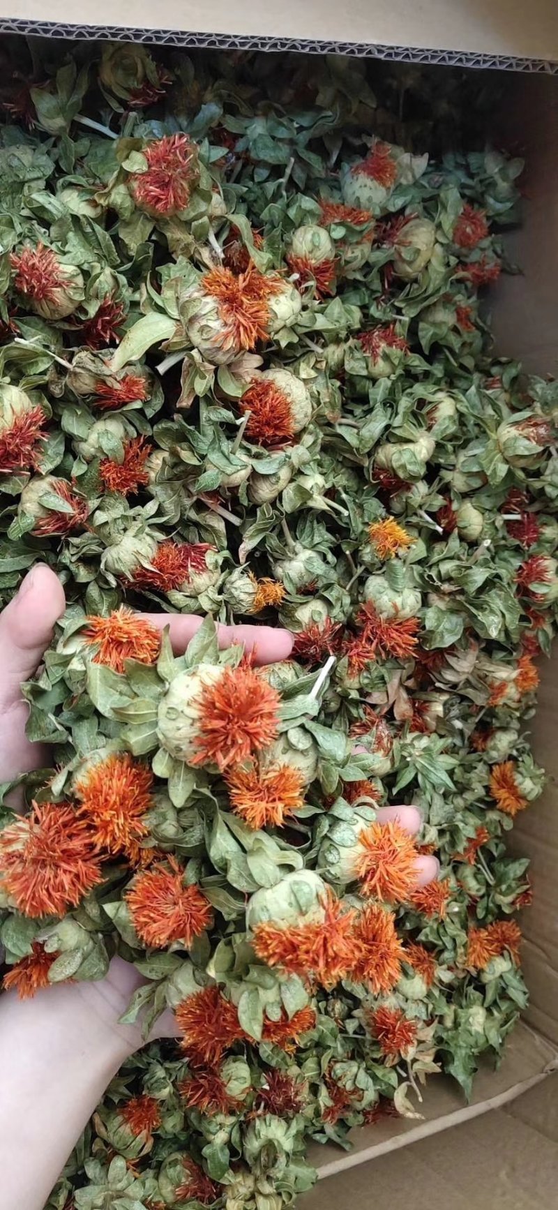 供应优质红花红花头橙菠萝花地摊畅销新产品
