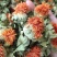 供应优质红花红花头橙菠萝花地摊畅销新产品