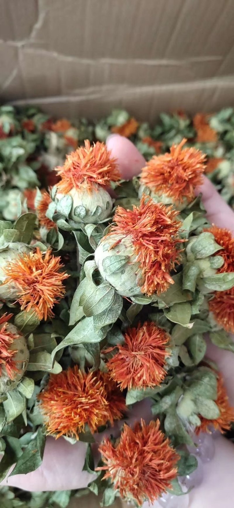 供应优质红花红花头橙菠萝花地摊畅销新产品