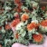 供应优质红花红花头橙菠萝花地摊畅销新产品