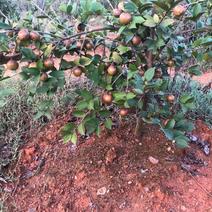 油茶树苗正宗嫁接高产南方种植大果茶子树良种长林油茶苗