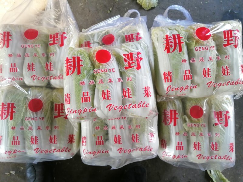 娃娃菜，半毛菜、大娃净菜大量上市，产地直销，一手货源