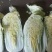 娃娃菜、半毛菜、净菜大娃娃菜，小娃娃菜大量上市，一手货源