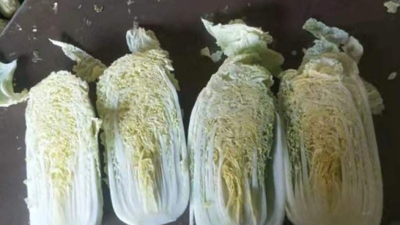 娃娃菜、半毛菜、净菜大娃娃菜，小娃娃菜大量上市，一手货源