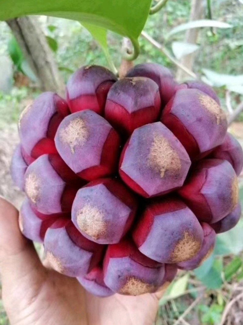 黑老虎苗布福娜苗黑老虎树苗水果苗爬藤酒饭团南北方种植当年