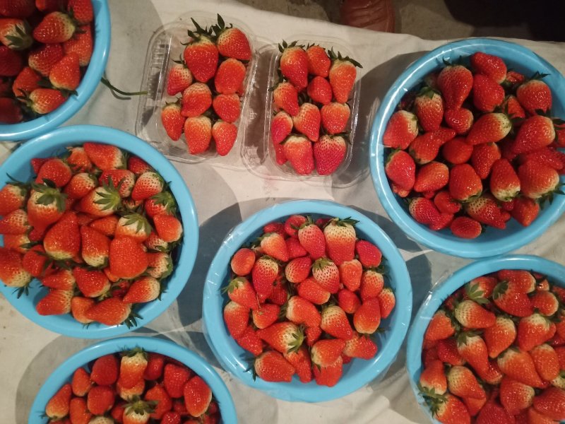 甜宝草莓降价收购欢