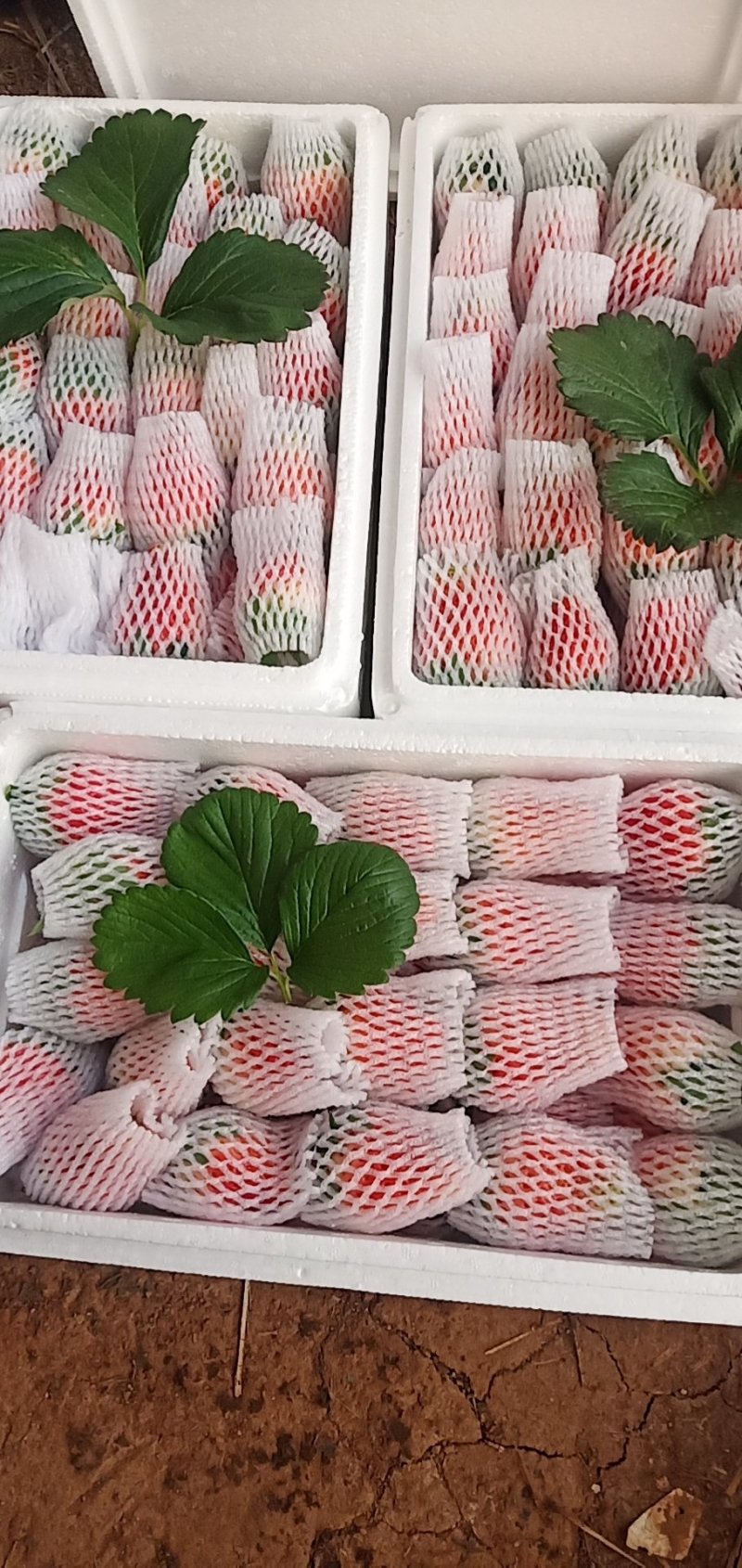 甜宝草莓降价收购欢
