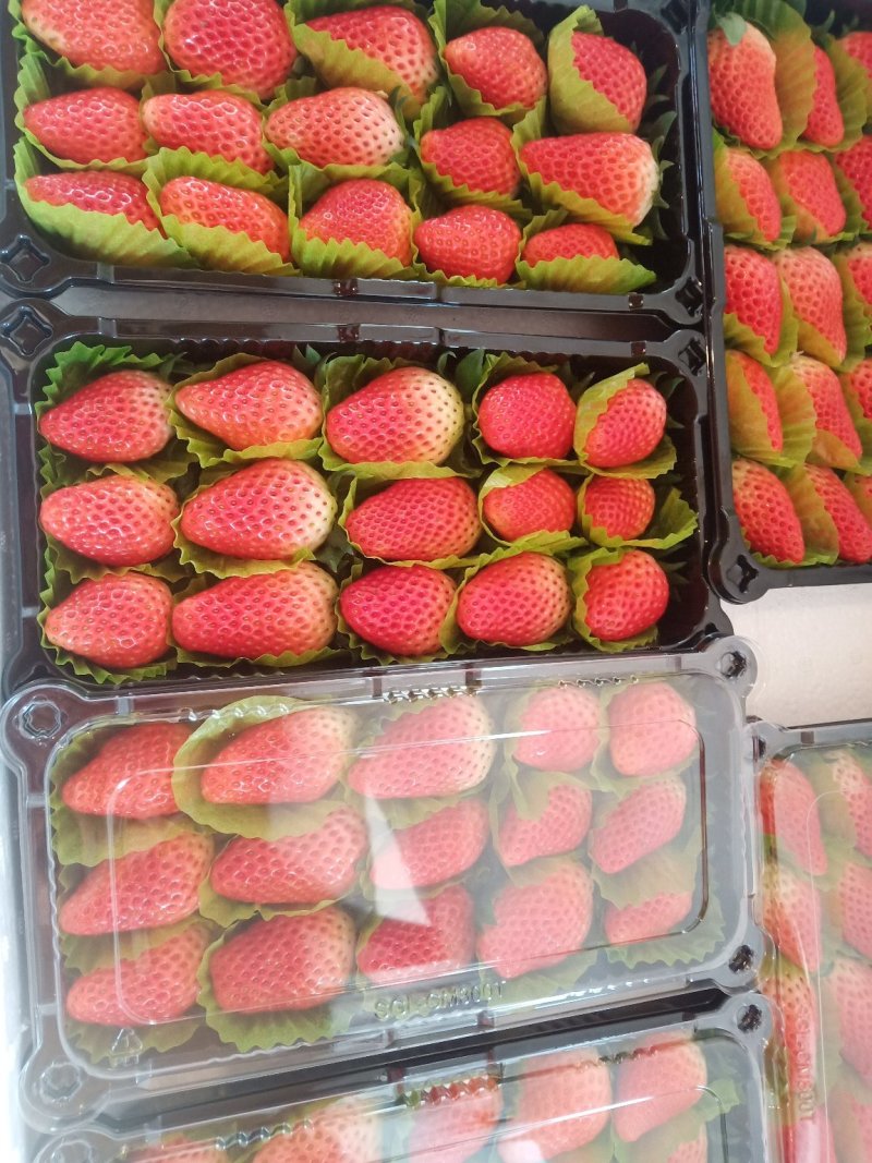 甜宝草莓降价收购欢