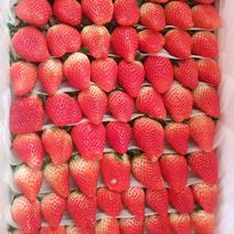 甜宝草莓降价收购欢