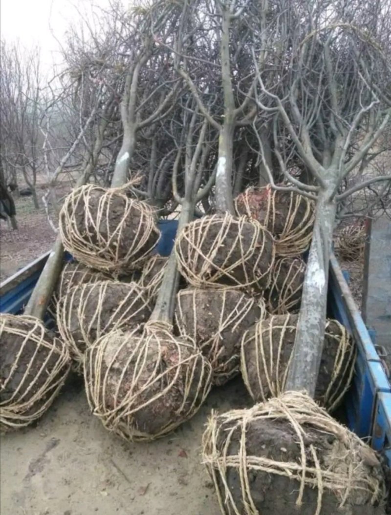 木瓜树木瓜海棠木瓜基地
