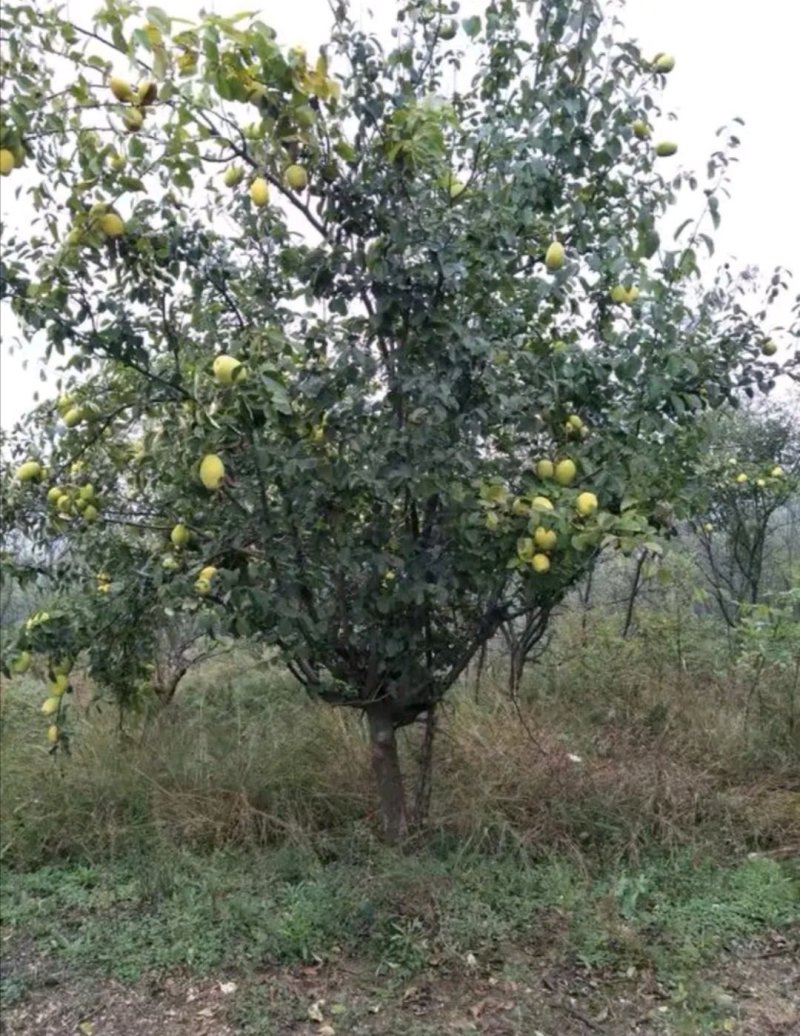 木瓜树木瓜海棠木瓜基地