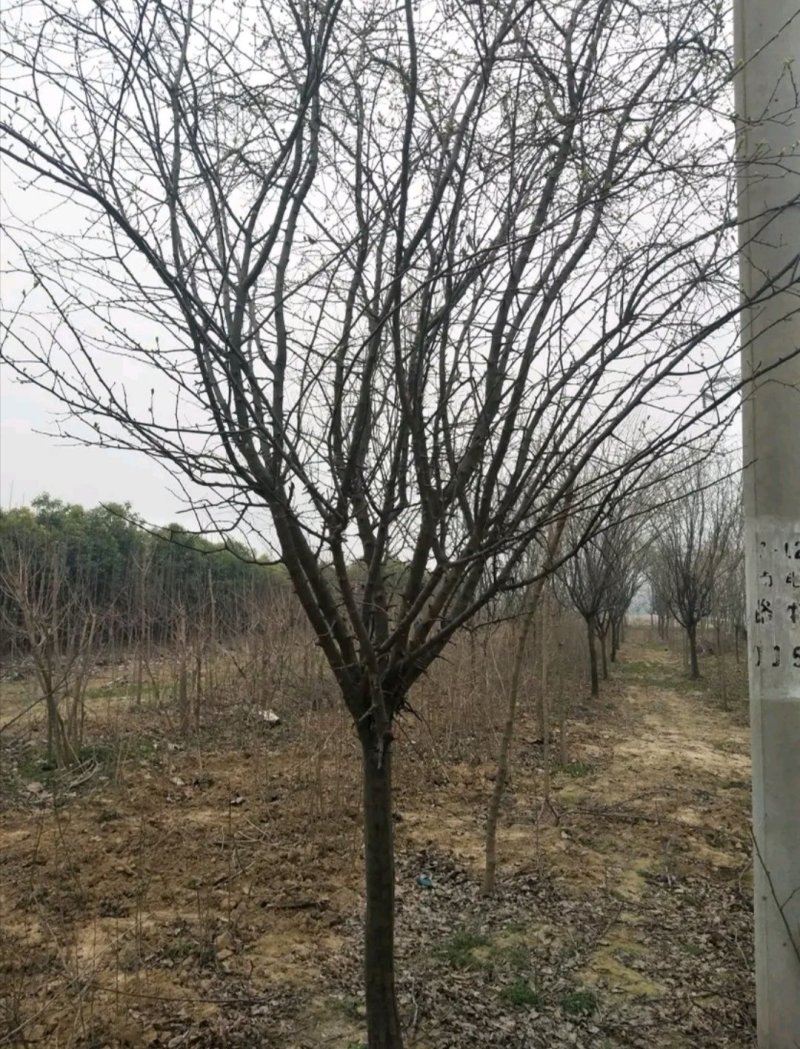 木瓜树木瓜海棠木瓜基地