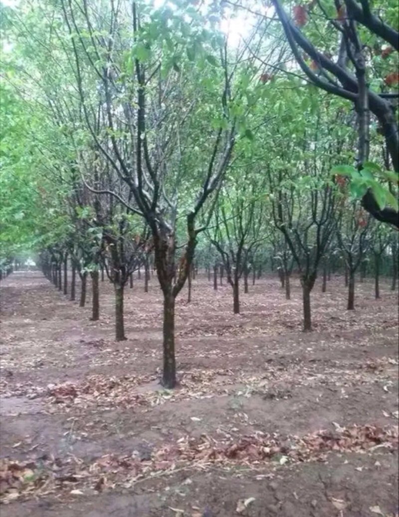 木瓜树木瓜海棠木瓜基地
