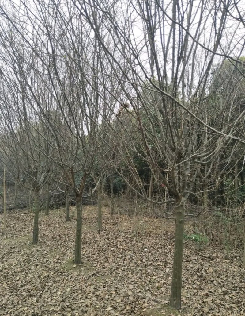 木瓜树木瓜海棠木瓜基地