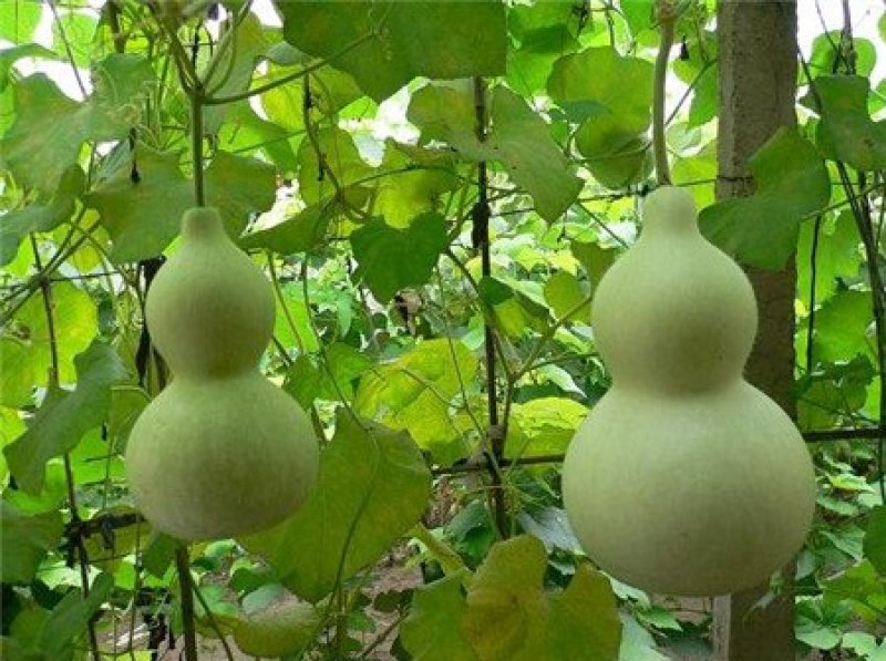 观赏葫芦、各种葫芦、产地直销、欢迎咨询