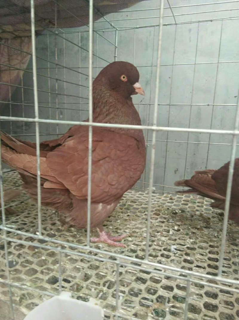 观赏鸽元宝鸽多少钱肉鸽种鸽