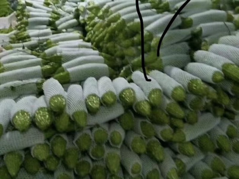 云南保山大棚蔬菜
