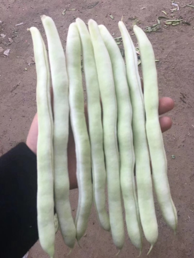 云南保山大棚蔬菜