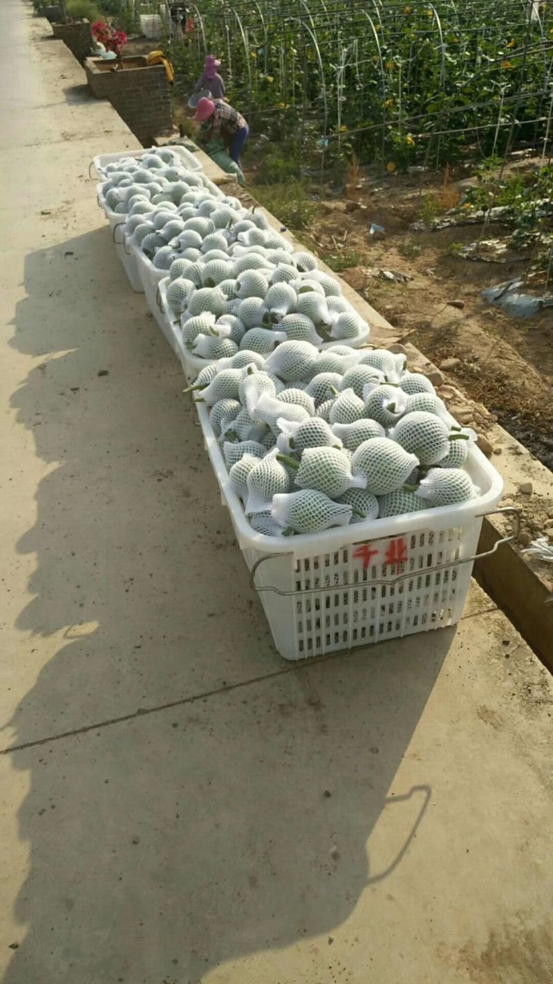 云南保山大棚蔬菜