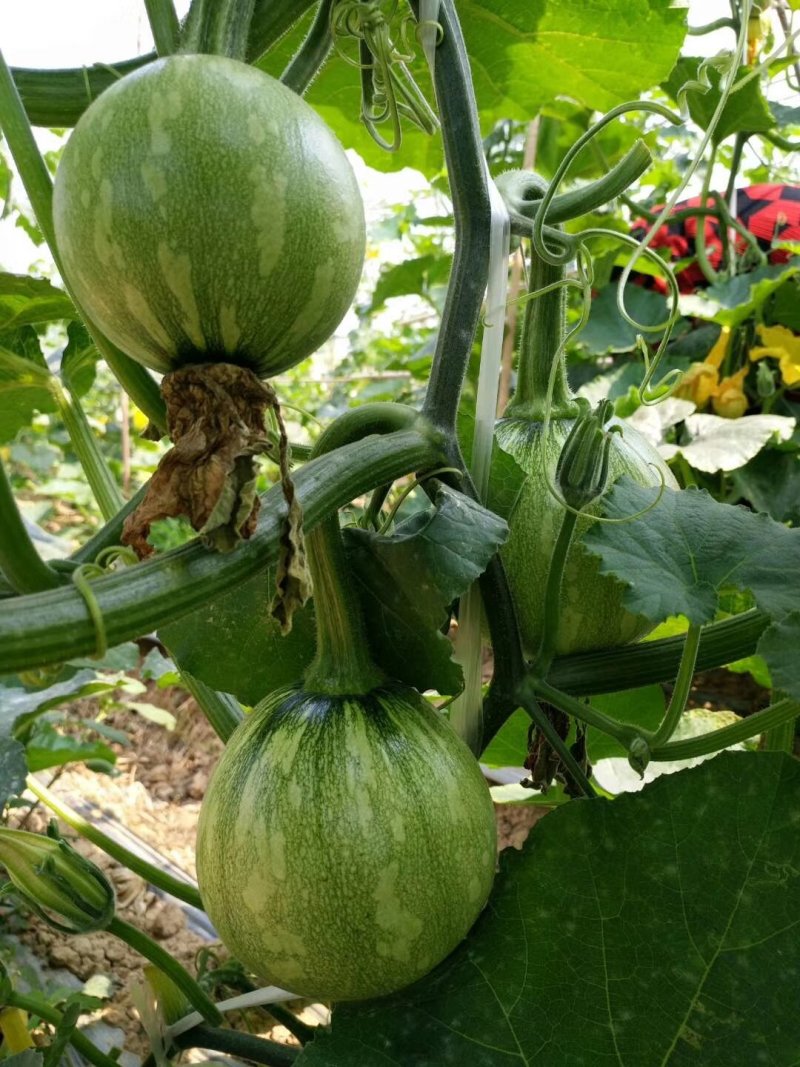 云南保山大棚蔬菜