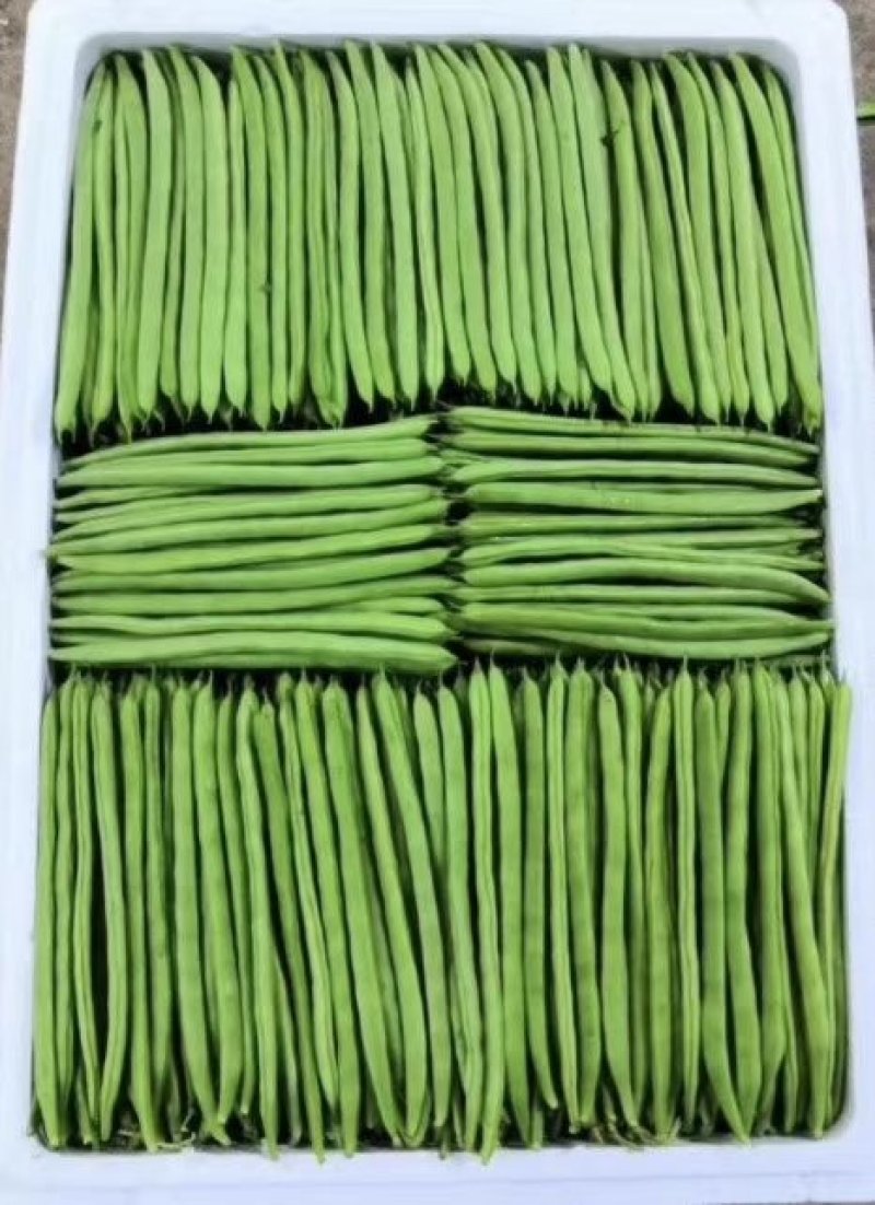 云南保山大棚蔬菜
