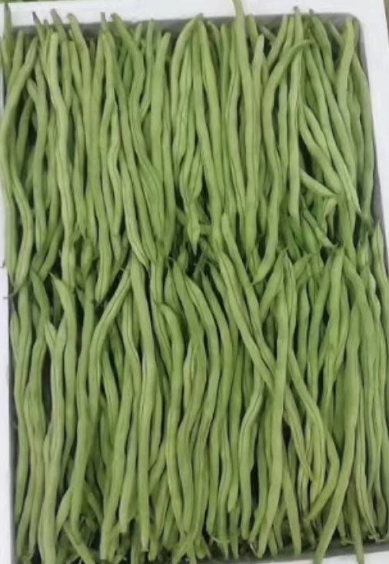 云南保山大棚蔬菜