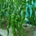 云南保山大棚蔬菜
