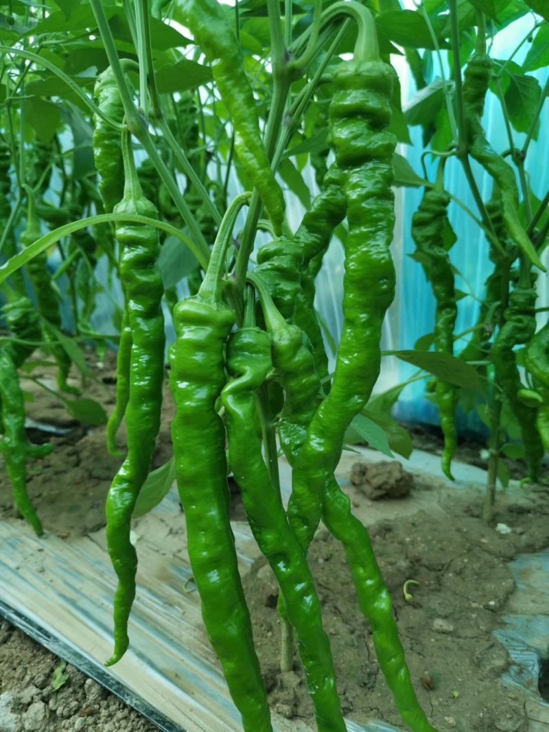云南保山大棚蔬菜