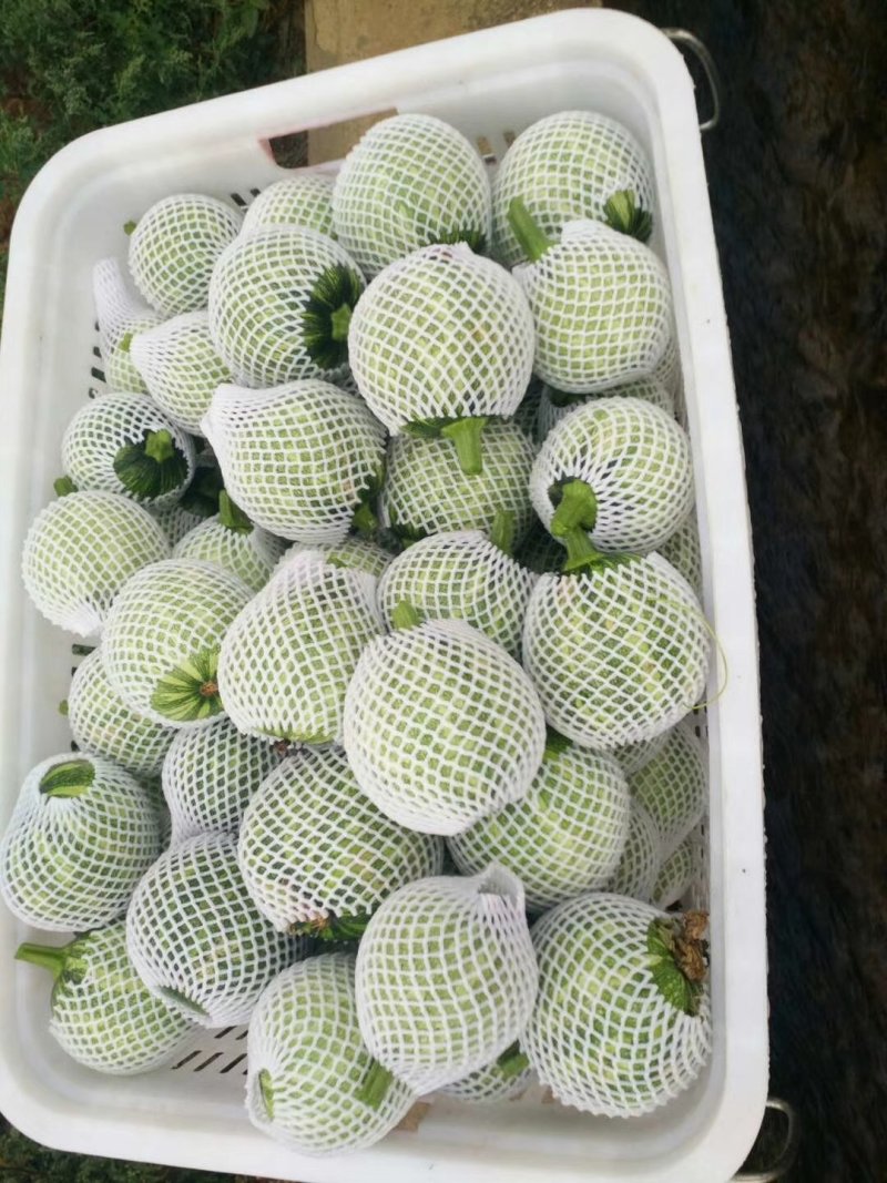 云南保山大棚蔬菜