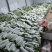 云南保山大棚蔬菜