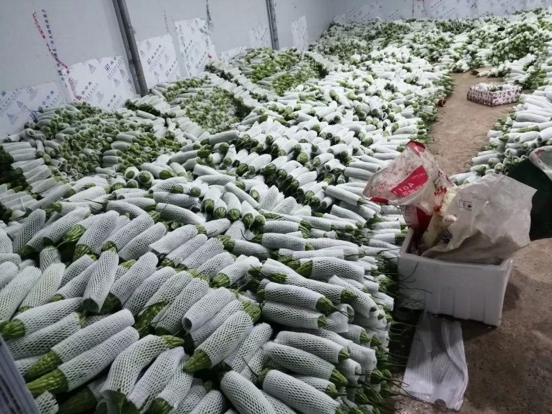 云南保山大棚蔬菜