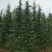 【有好货出售五米雪松雪松树货源充足价格美丽圣诞树