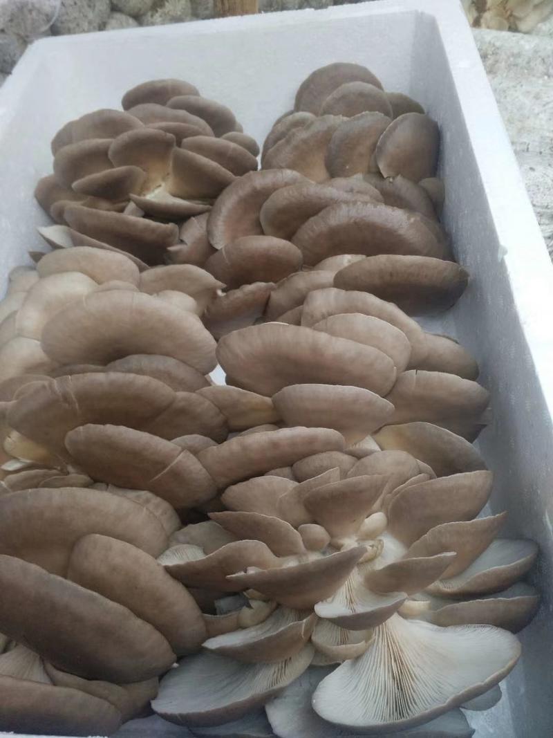 蘑菇精品鲜平菇河北邯郸平菇大量供应中保质保量