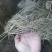 白薇种苗，一，二年生大叶直立白薇。