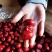 【有好货】优质新疆若羌红枣灰枣一级二级三级特级干枣