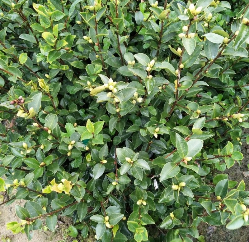 江西长林高产嫁接油茶苗茶子树大杯苗南方种植油茶树苗当年结